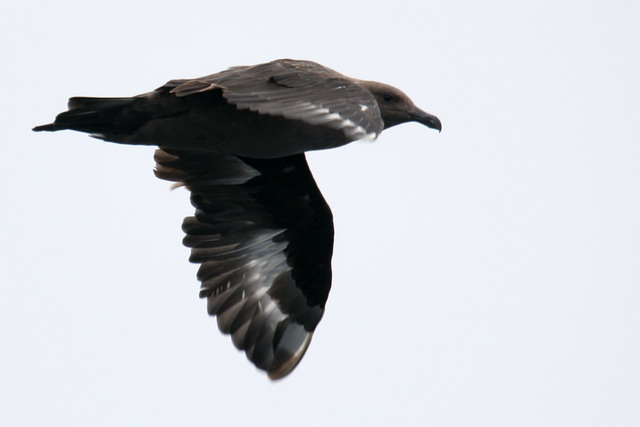 South Polar Skua